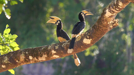 Two oriental pied hornbills perched on a large tree branch in a sunny tropical forest. © AHMED BADAWY