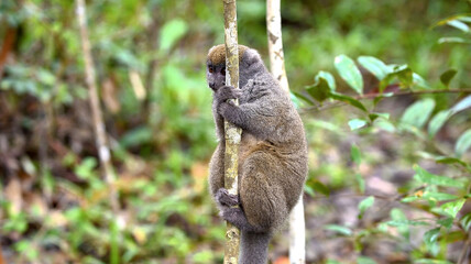 Fototapeta premium A cute bamboo lemur climbing a thin tree trunk in a lush tropical rainforest.