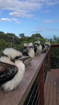 A row of four kookaburras perched on a wooden deck railing outdoors