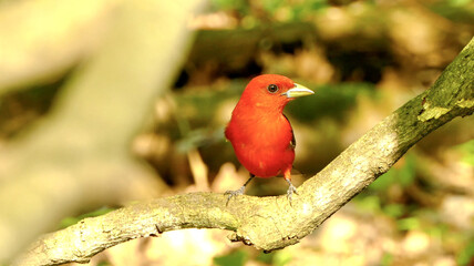 Fototapeta premium Vibrant scarlet tanager bird with bright red plumage perched on a tree branch. Sharp focus, natural forest bokeh background. Premium wildlife stock photo.
