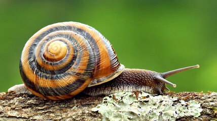 Detailed macro shot of a garden snail with a spiral shell crawling on a textured log. Sharp details, vivid green background. Ideal for nature and wildlife stock photography. © AHMED BADAWY