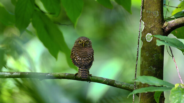 Tiny pygmy owl looking back while perched on a branch. Sharp focus, vibrant green rainforest background. Perfect for nature, wildlife, and bird stock photography.