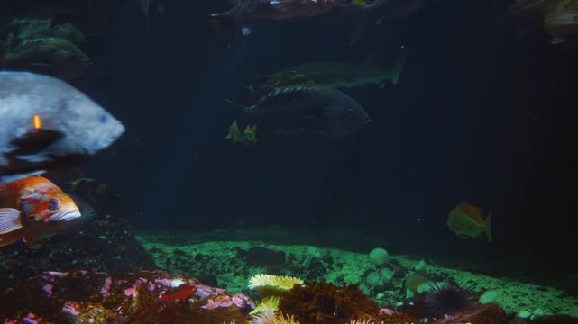 An Iberian Ribbed Newt (Pleurodeles waltl) rests on the bottom of an aquarium, partially concealed by rocks and small branches.