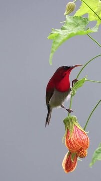 Crimsonbacked sunbird perched on a flowering plant