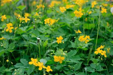 Fototapeta premium Colorful flowers in spring garden