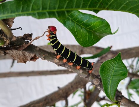 Colorful hawk moth caterpillar on tree branch