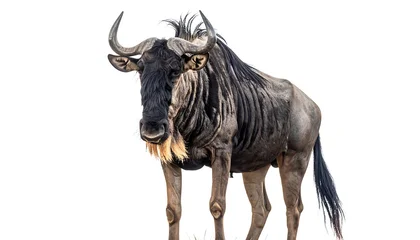 Large Horned Wildebeest Standing Isolated on White Background © Ismail