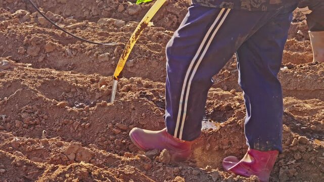 Large-scale artificial cultivation of crops