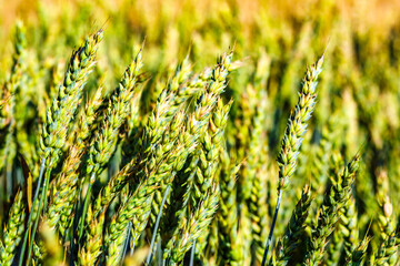 Fototapeta premium Young green spikelets of cereals.Harvestable wheat field blue sky white clouds.Wheat close up.Agricultural farm.