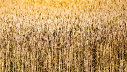 Fototapeta premium Ears of wheat on a blue sky background.Harvestable wheat field blue sky white clouds.Wheat close up.Agricultural farm.