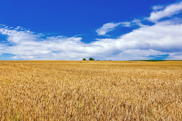 Fototapeta premium Ears of wheat on a blue sky background.Harvestable wheat field blue sky white clouds.Wheat close up.Agricultural farm.