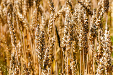 Obraz premium Ears of wheat on a blue sky background.Harvestable wheat field blue sky white clouds.Wheat close up.Agricultural farm.