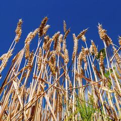 Fototapeta premium Ears of wheat on a blue sky background.Harvestable wheat field blue sky white clouds.Wheat close up.Agricultural farm.