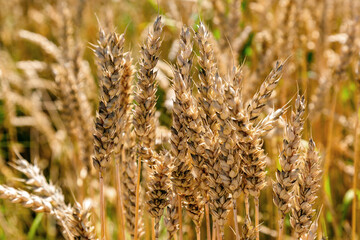 Fototapeta premium Ears of wheat on a blue sky background.Harvestable wheat field blue sky white clouds.Wheat close up.Agricultural farm.