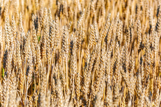 Ears of wheat on a blue sky background.Harvestable wheat field blue sky white clouds.Wheat close up.Agricultural farm.
