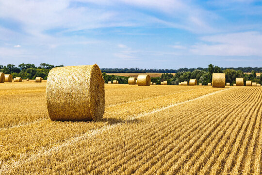 Closeup of a Yellow Round Straw Bale background.Field landscape with blue sky. Wheat field after harvesting.Harvesting hay bales.Haystacks.Farming