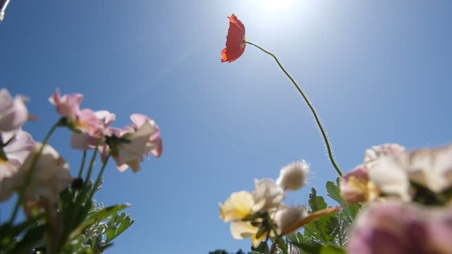Poppy and garden flowers swaying under bright sun with airplane contrail in blue sky