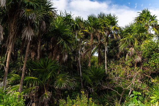 Dense Tropical Jungle and Wild Thatch Palm Trees in Yucatan Mexico