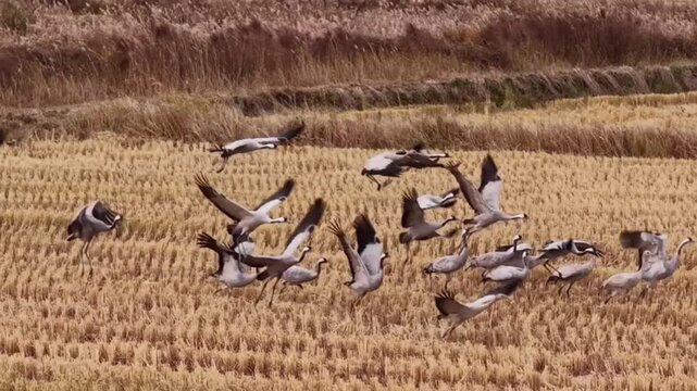 Flock of cranes in a harvested rice field during autumn migration