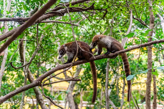 Two Wild White Nosed Coatis on Tree Branch in Yucatan Jungle Mexico