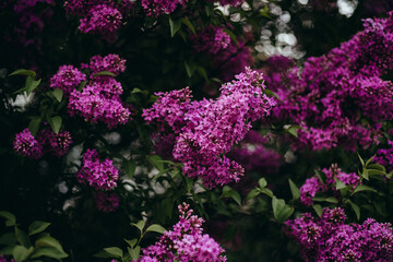 Obraz premium Bright purple flowers bloom on branches in a garden during the spring season showcasing nature's beauty and vibrancy in full growth