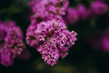 Obraz premium Bright purple flowers bloom on branches in a garden during the spring season showcasing nature's beauty and vibrancy in full growth