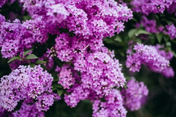 Obraz premium Bright purple flowers bloom on branches in a garden during the spring season showcasing nature's beauty and vibrancy in full growth