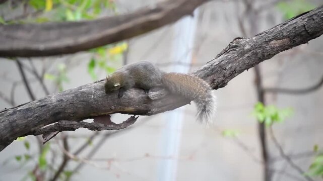 A small squirrel perched on a tree branch in a natural outdoor setting