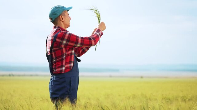 Farmer inspects wheat ears in vast green field. Agronomist holds grain stalks, examining crop quality. Farmer raises wheat for inspection, checking harvest growth. Farm worker studies cereal crop.