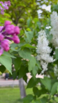 Dolly in shot from light pink lilacs to white lilacs