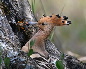 a beautiful hoopoe with food in its beak in the wild © alberto
