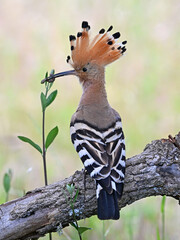 a beautiful hoopoe with food in its beak in the wild © alberto