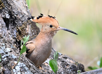 a beautiful common hoopoe in the wild © alberto