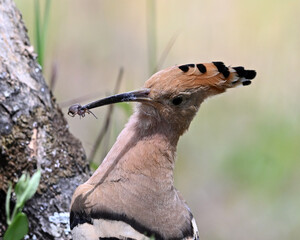 a beautiful hoopoe with food in its beak in the wild © alberto