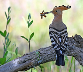 a beautiful hoopoe with food in its beak in the wild © alberto