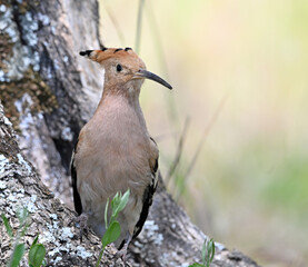 a beautiful hoopoe with food in its beak in the wild © alberto