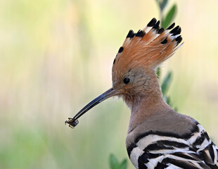 a beautiful hoopoe with food in its beak in the wild © alberto