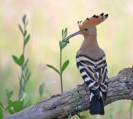 a beautiful common hoopoe in the wild © alberto