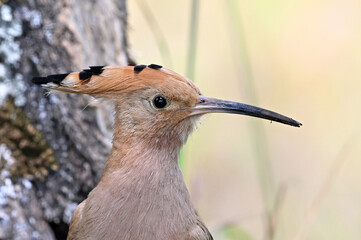 a beautiful hoopoe in the wild © alberto