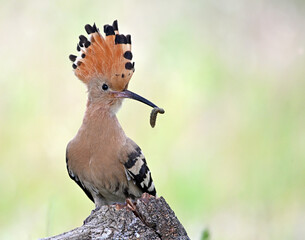 a pretty hoopoe with an insect in its beak © alberto