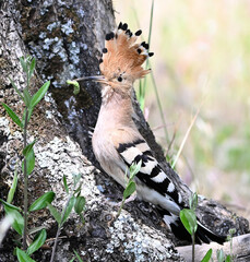a beautiful hoopoe with food in its beak in the wild © alberto