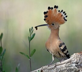 a beautiful hoopoe with food in its beak in the wild © alberto
