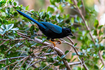 Fototapeta premium Yucatan Jay Perched on Tree Branch in Natural Forest Habitat in Mexico