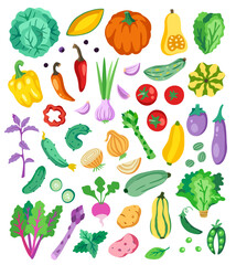 Fototapeta premium Vegetables illustration set. Tomato, cucumber, cabbage, radish, onion, garlic, potato, pea pod, bell pepper, paprika, cucamelon, chili, courgette, zucchini, delicata, butternut squash, patty pan