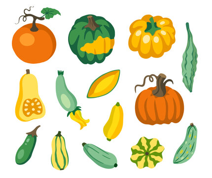 Squash and Pumpkin Veggies Collection. Courgette, zucchini, delicata, butternut, patty pan, honeynut, cucurbita, acorn, zephyr, marrow