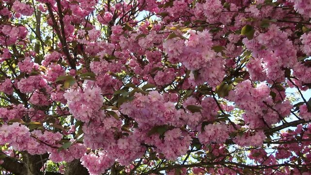 Spring in Paris. Sakura and cherry sway on a wind with blue sky and sun glares at the sunny midday. Blossom falls on a photo lens. High resolution video.
