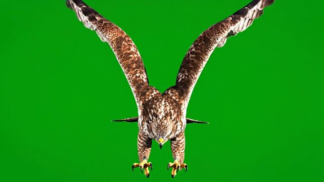Red-tailed hawk flying downward green screen chroma key isolated bird of prey raptor soaring