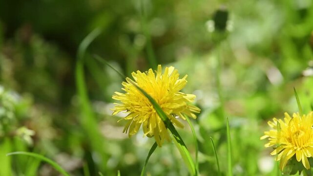 Bee collects nectar on yellow dandelion flower, honeybee on meadow, springtime floral nature with green grass lawn.