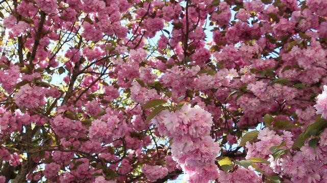 Spring in Paris. Sakura and cherry sway on a wind with blue sky and sun glares at the sunny midday. Blossom falls on a photo lens. High resolution video.