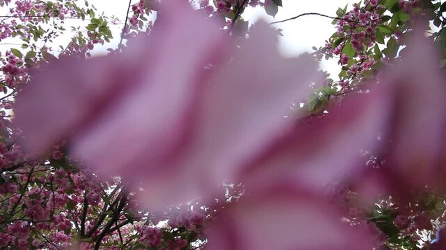 Spring in Paris. Sakura and cherry sway on a wind with blue sky and sun glares at the sunny midday. Blossom falls on a photo lens. High resolution video.